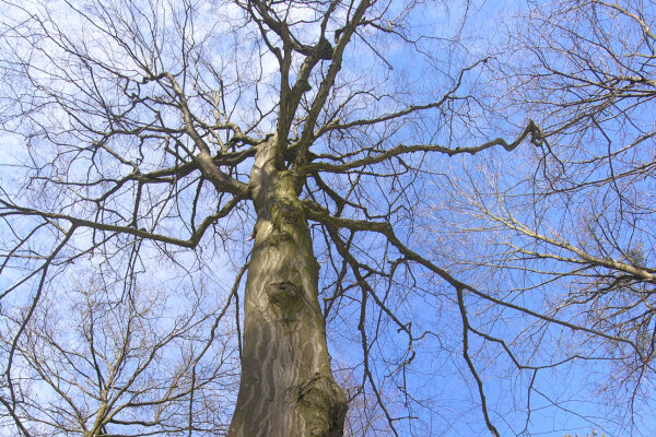 Hainbuche StMELF