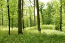 Traubeneichen im Wald