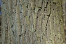 Rinde der Traubeneiche
