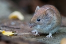 Maus auf einem Holzbrett und Herbstlaub