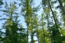 Lärchenbestand vor blauem Himmel