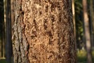 Fichtenstamm mit abgefallener Borke und zahlreichen verzweigten Kanälen