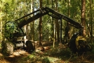 Forstspezialmaschine mit Greifarm fällt einen Baum