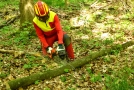 Waldarbeiter zersägt eine gefällte Buche