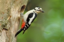 Buntspecht sitzt am Spechtloch (Foto: R. Vornehm)