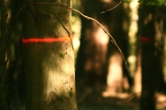 Stamm einer Buche ist mit einem Ring aus roter Sprühfarbe markiert