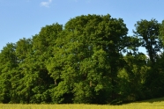 Waldrand aus Eichen an einem Feld aus Raps