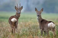 Zwei Rehe auf einem Feld