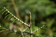 Oberster Trieb eine Tanne ist durch Wild abgebissen