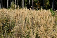 Fläche ohne Bäume im Wald mit starker Vergrasung