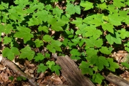 Waldboden mit jungen Ahornpflanzen