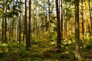 Mischwald mit Verjüngung (Foto: J. Böhm)