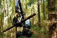 Harvester (Erntemaschine) mit einem Baumstamm im Sägekopf auf einer Waldschneise