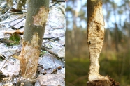 Dünne Baumstamm mit abgefressener Rinde und ein fast vollständig durchgenagtes Baumstämmchen