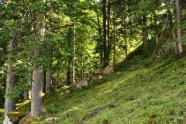 Bergwald an steiler Hanglage