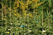 Spitzen verschiedener Christbäume im Wald