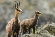 Gams mit Kitz auf Felsen