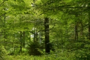 Mischwald aus kleinen und großen Bäumen verschiedener Baumarten