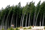 Die Bäume eines Waldes biegen sich bei einem starken Sturm