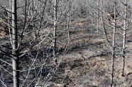 Junger Fichtenbestand nach einem Waldbrand