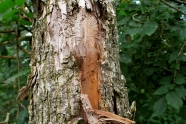 Stamm mit abgeplatzter Rinde, im Holz sind Fraßgänge von Larven erkennbar