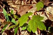 Ahornkeimlinge auf dem Waldboden (Foto: J. Böhm)