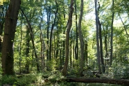 Mischwald mit liegenden und stehendem Totholz