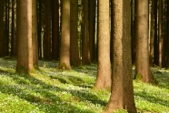 Fichtenwald im Frühjahr mit blühenden Blumen