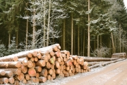 Holzpolter und Holzstämme an einer Forststraße im Winter