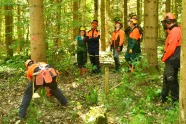 Ein Waldarbeiter fällt vor Zuschauern einen Baum