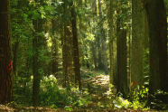 Gasse im Wald mit Markierungwn an den Bäumen