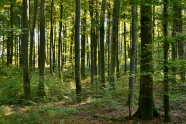 Waldbestand aus alten und jungen Buchen