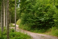 Weg schlängelt sich durch den Bergwald