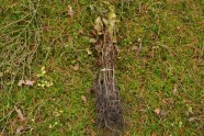 Zu einem Bündel zusammengeschnürte Buchenpflanzen liegen auf dem Waldboden