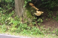 Baumstamm mit Fruchtkörpern eines Pilzes am Straßenrand