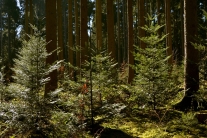 Junge Tannen unter alten Fichtenwald (Foto: J. Böhm)