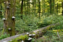 Abgestorbener Buchenstämme mit Moos und Pilzen bewachsen (Foto: J. Böhm)