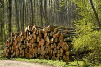 Holzpolter an einer Waldstraße (Foto: J. Böhm)