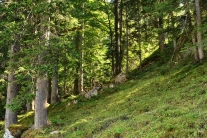 Berwgald an steiler Hanglage (Foto: J. Böhm)