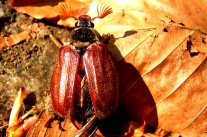 Maikäfer (Foto: S. Müller-Kroehling)