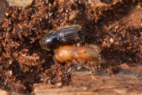 Zwei Borkenkäfer zwischen Bohrmehl und Fichtenrinde (Foto: J. Böhm)