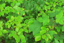 Waldboden mit zahllosen dicht stehenden Keimlingen von Buche und Ahorn (Foto: G. Brehm)