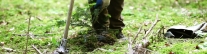 Ein Waldbarbeiter pflanzt eine Tanne