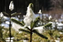 Spitze einer Fichte in Schafswolle eingewickelt (Foto: G. Brehm)