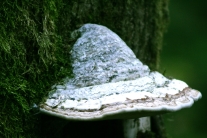 Zunderschwamm und Moos an einem Buchenstamm (Foto: N. Maushake)