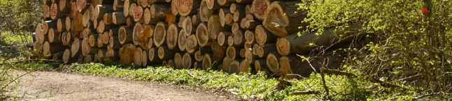 Holzpolter an einer Waldstraße (Foto: J. Böhm)