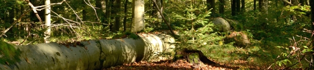 Abgestorbener Buchenstamm mit Moos bewachsen (Foto: J. Böhm)