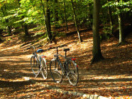 Radfahren im Wald