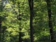 Buchenwald (Foto: LWF)