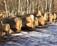 Im Wald aufgereihte Baumstämme.